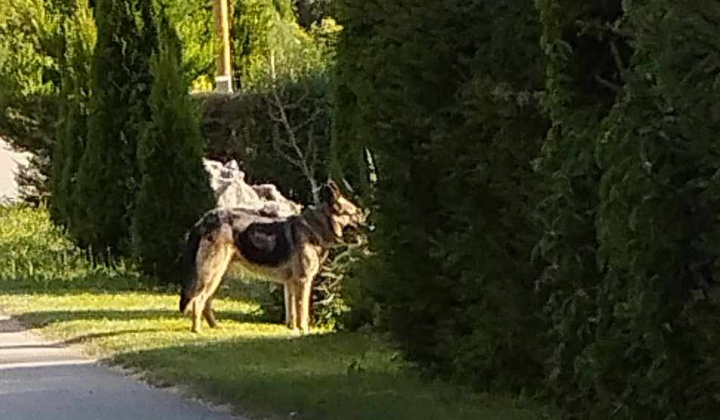 Segítségkérés egy kóbor kutya elhelyezésében